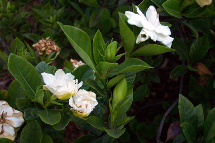 Gardenia scenting the air. 2011