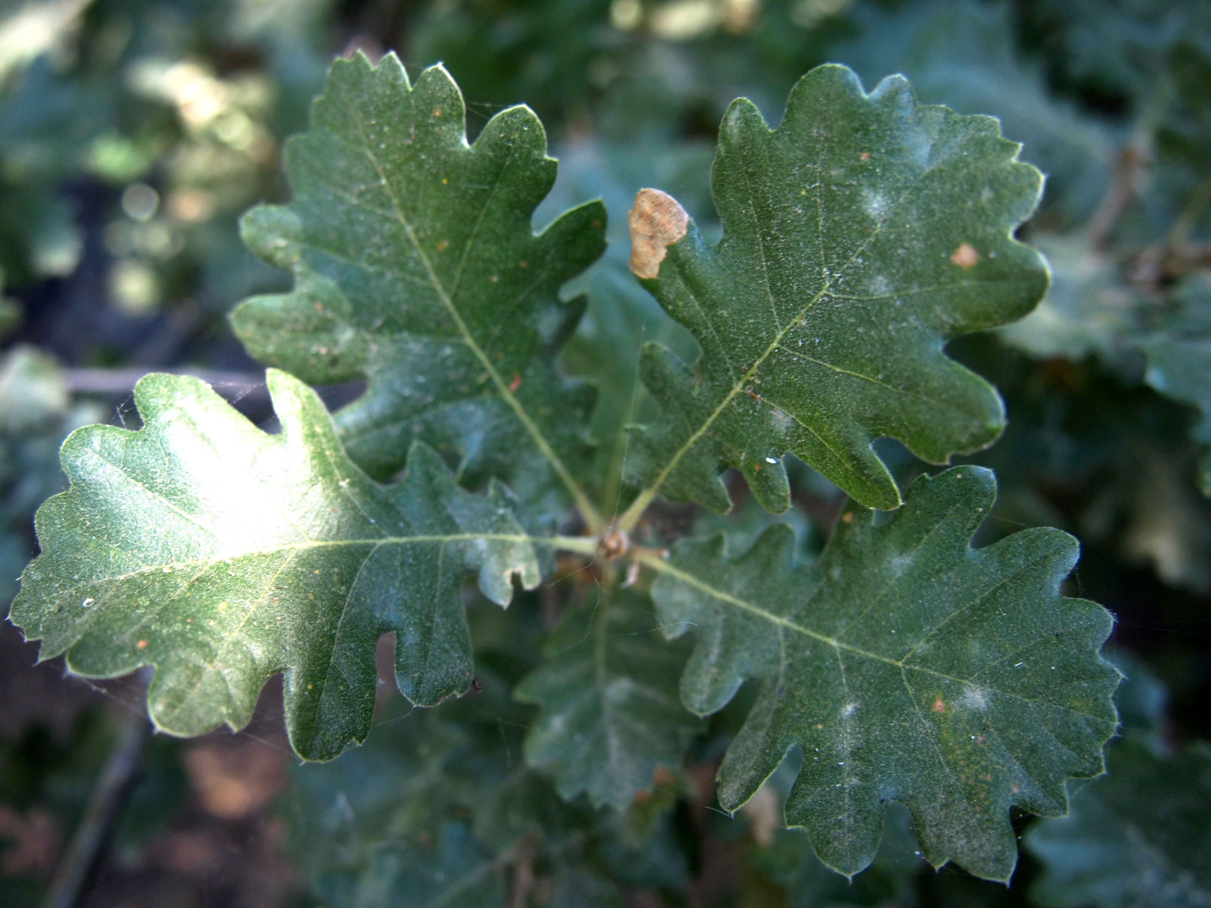 Garden Leaves: Oak (Quercus) – 7 in a series – A Gardener's Notebook