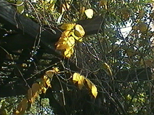 Picture of Wisteria Branch