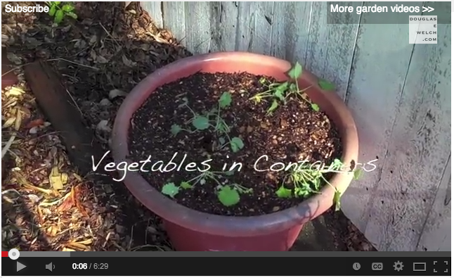 Container Garden Update 1