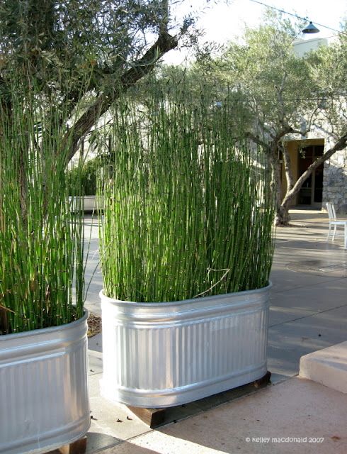 tall-galvanized-planters