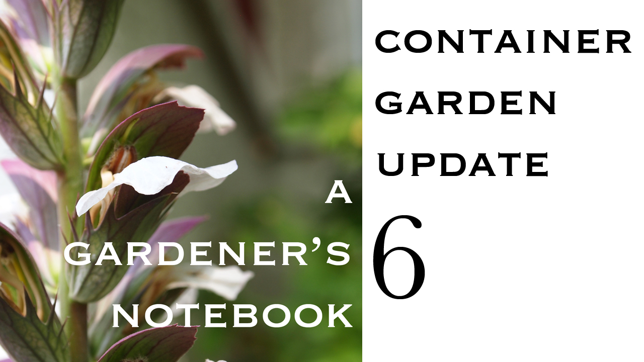 Container Garden Update 6 from A Gardener's Notebook