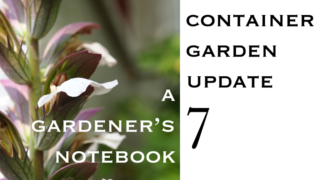 Container  Garden Update 007