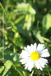 White flower iphone4