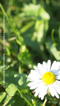 White flower iphone5
