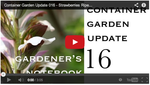 container-garden-update-016