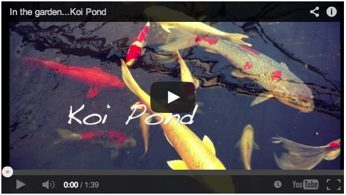 koi-pond