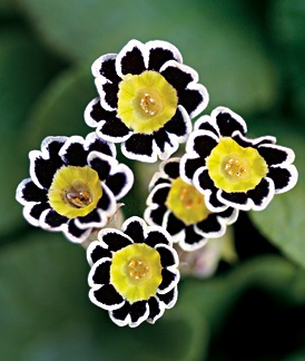 Primula victoriana silver laced