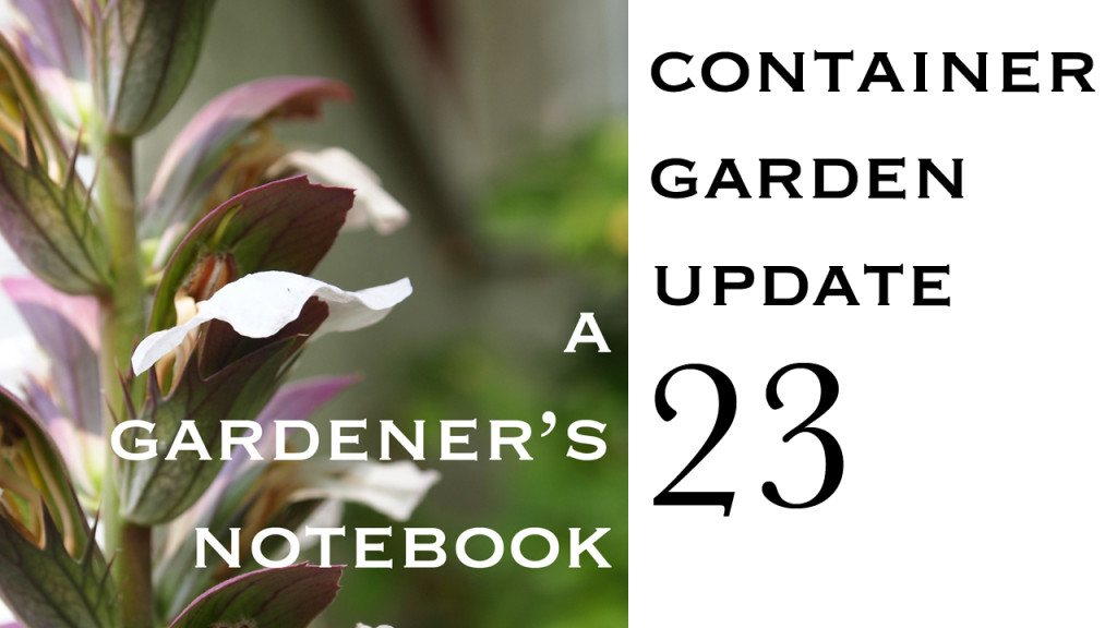 Container Garden Update 23