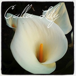 Calla lily instagram