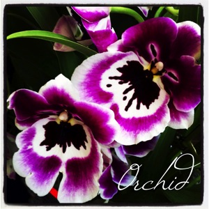 Garden alphabet orchid