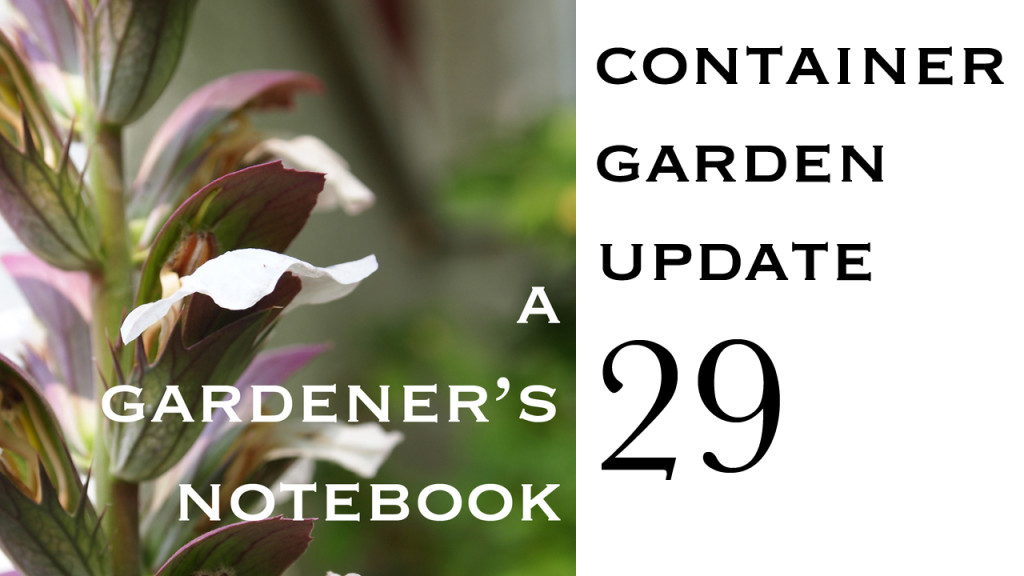 Container Garden Update 29