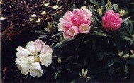 Rhododendron yaku