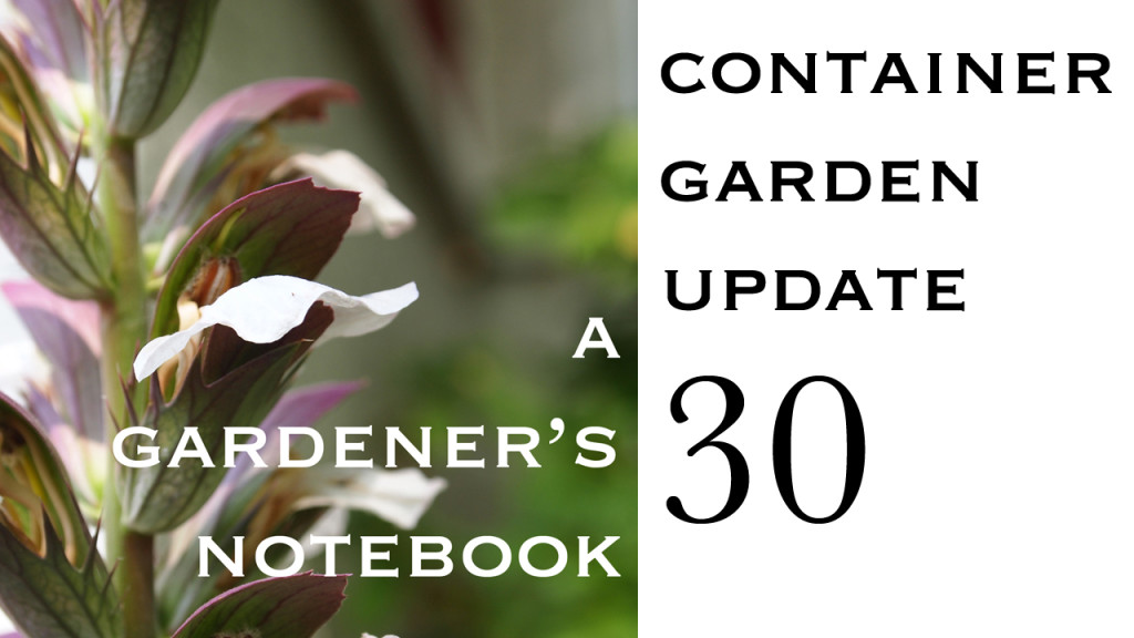 Container Garden Update 30