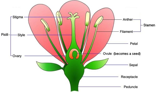 Flower parts