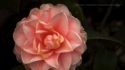 Camellia desktop