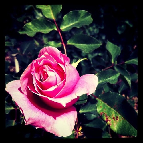 Bewitched rose 2011