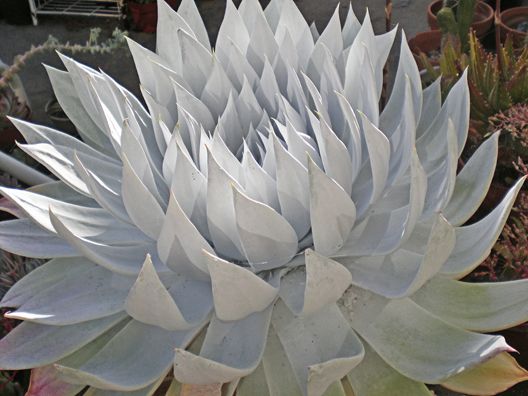 dudleya-brittonii