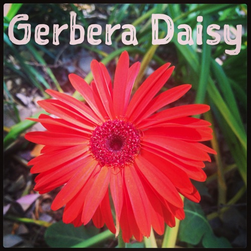 Gebera daisy