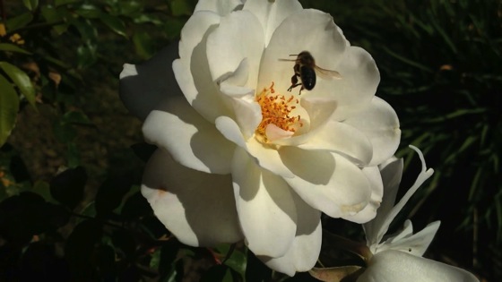 La bee in rose thumb