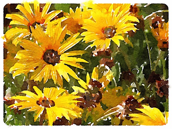 Yellow flowers watercolor