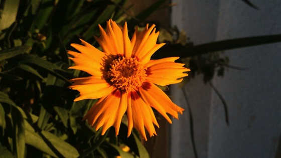 Coreopsis sunset