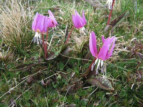 Erythronium