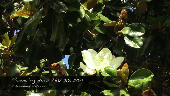 Flowering Now fro May 20, 2014 from A Gardener's Notebook