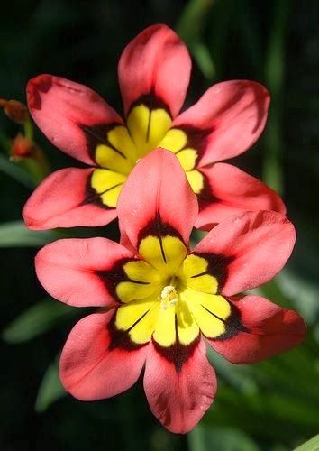 Harlequin Flower Sparaxis