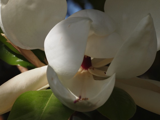 Magnolia Grandiflora