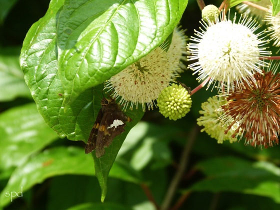 Buttonbush, (Cephalanthus occidentalis)