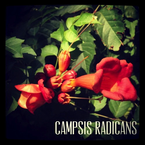 Campsis radicans