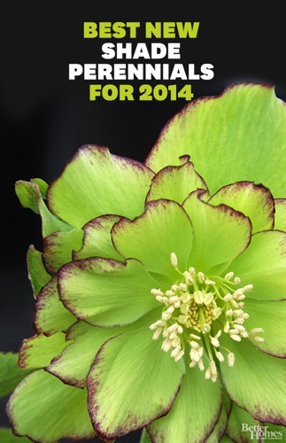 The Best New Shade Perennials for 2014 via Better Homes and Gardens