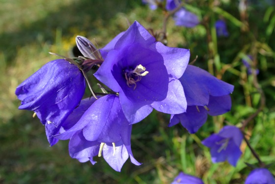 Campanula persicifolia near Tehumardi, Saaremaa Island, Estonia.