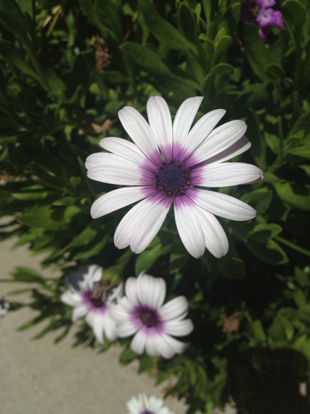 Flowering Now: Shasta Daisy (Leucanthemum × superbum)