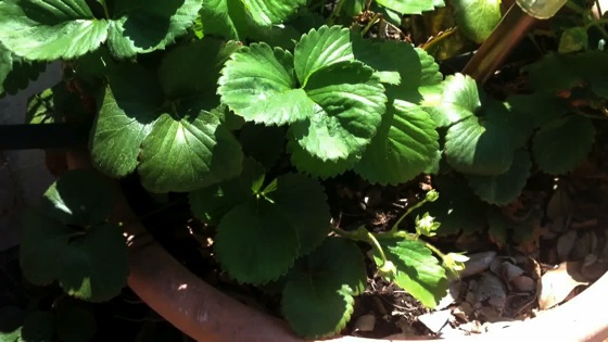 Video: Strawberry Runner: A Sunday Garden Short 2 from A Gardener's Notebook