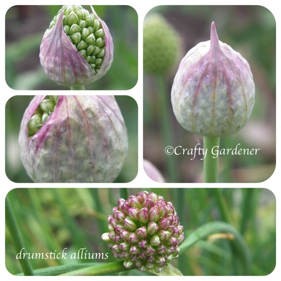 A for Alliums from Crafty Gardener