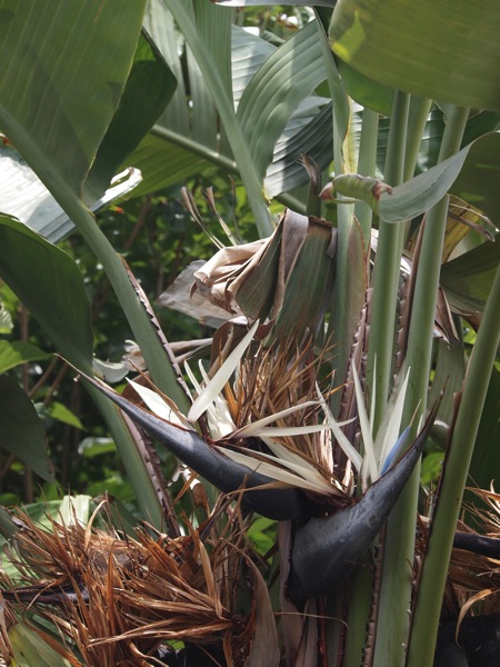 Flowering Now: Giant Bird of Paradise (Strelitzia nicolai)