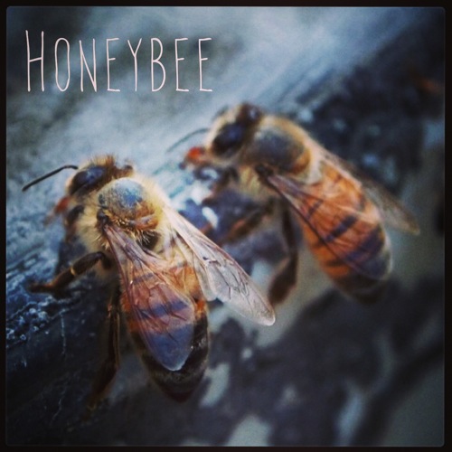 Garden Alphabet: Honey bee