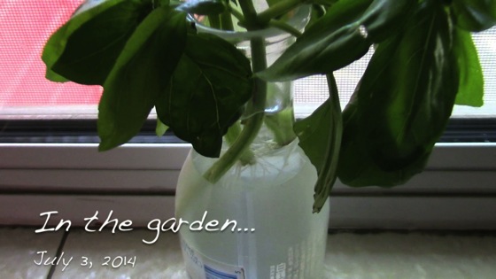 In the garden...July 3, 2014: Basil Cuttings and Propagation 