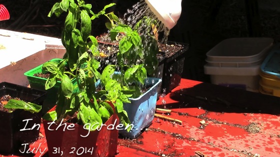Video: In the garden...July 31, 2014: Basil, lemons and strawberries 