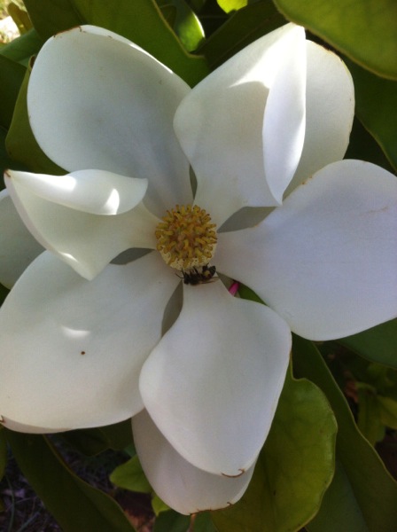 Sunday Photos: Magnolia cia Not Dabbling In Normal