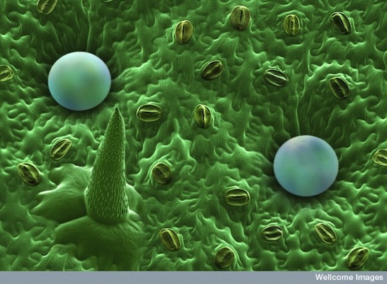 Electronic microscope photo of mint via Emma the Gardener
