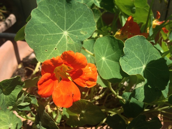 Flowering No: Nasturtium