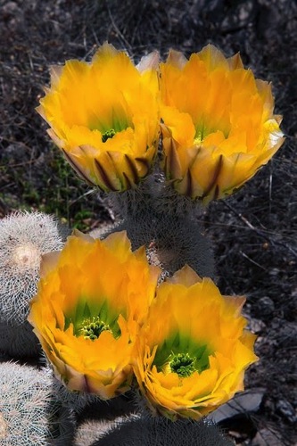 Interesting Plant: Prickly Pear Cactus (Opuntia)