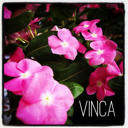 Garden Alphabet: Vinca