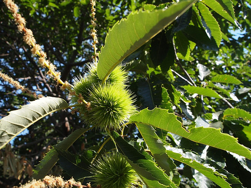 Interesting Plant: Chestnut (Castenea)