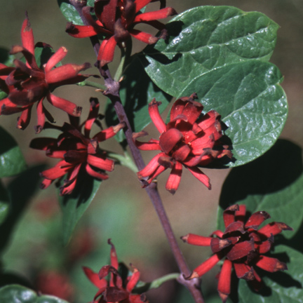 A Red, Dwarf, Reblooming, Fragrant Magnolia via The Plant Hunter
