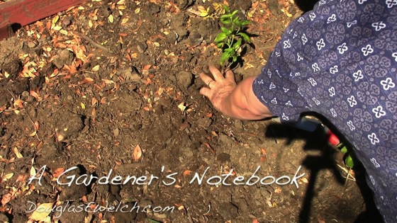 Video: In the garden...September 5, 2014: Basil back in the garden and containers