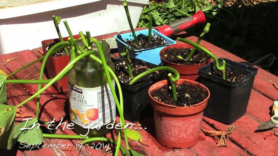 Video: In the garden...September 19, 2014: Taking more sweet potato cuttings for neighbors 